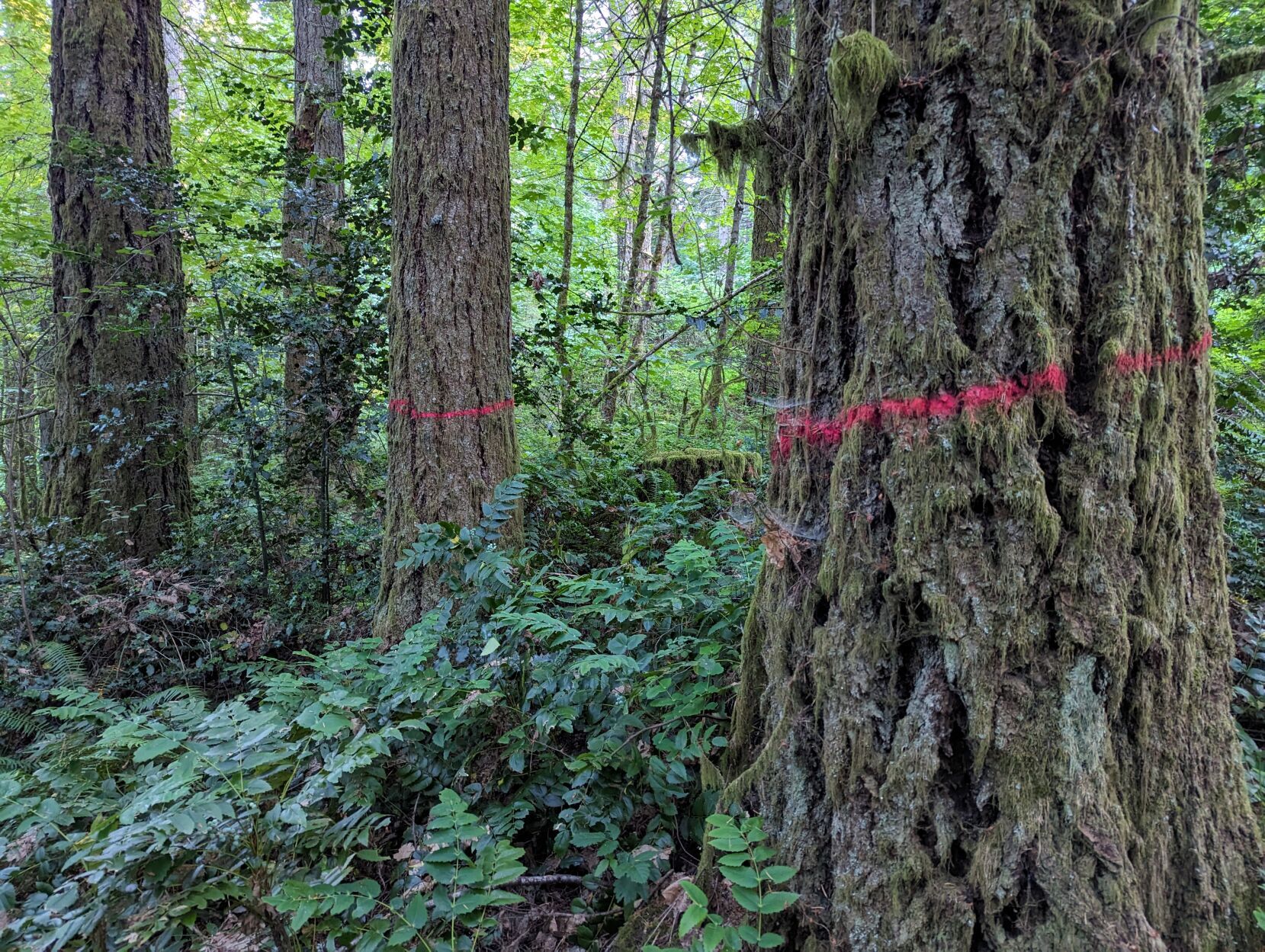 McDonald-Dunn Forest trees marked for clearcutting